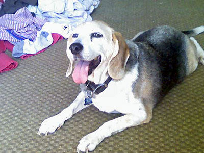 Lone star 2024 beagle rescue